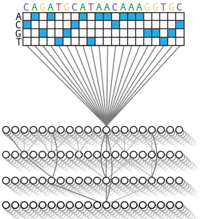 ChromBPNet Model Architecture