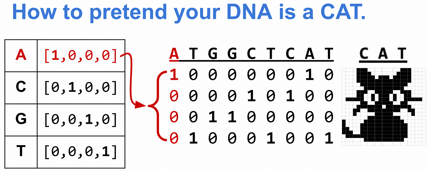 Imagine DNA as Cat