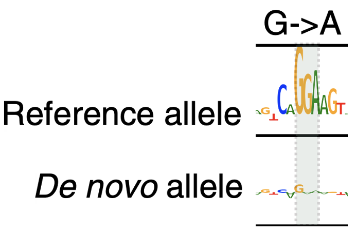 Disruptive Effect of a Variant